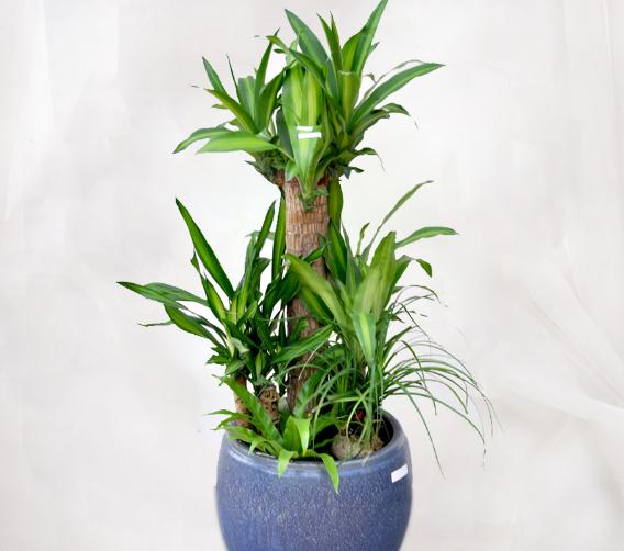 巴西木和巴西鐵的區別是什么 巴西木的簡介