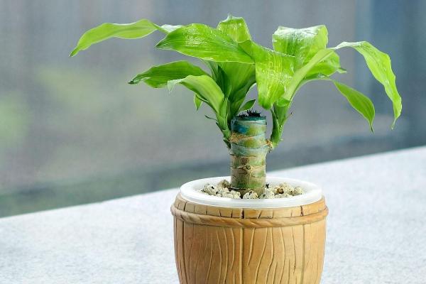 巴西木有毒嗎 巴西木能放在室內臥室嗎