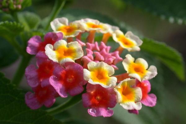 五色梅盆栽怎么養 五色梅盆栽養殖方法與注意事項