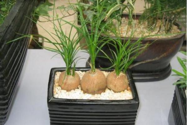 酒瓶蘭吸甲醛嗎 酒瓶蘭能凈化空氣嗎