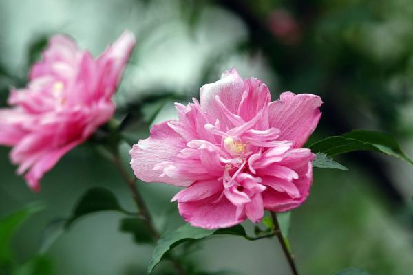 木槿圖片大全 木槿有哪些品種 木槿花語及寓意