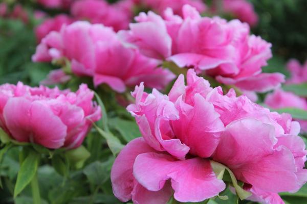 牡丹花什么時(shí)候種 如何養(yǎng)好牡丹花