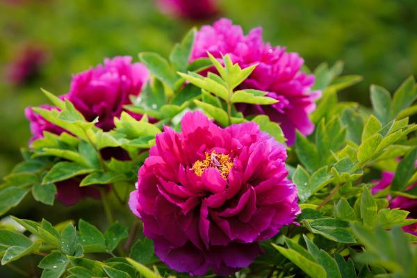 牡丹花種子市場價(jià)格多少錢一斤 牡丹花種子怎么種