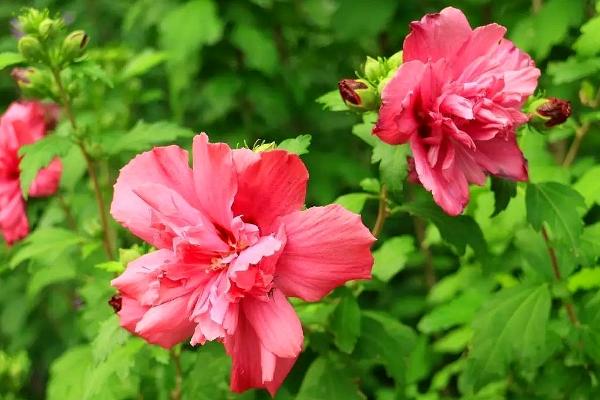 木槿怎么養 木槿養殖方法與注意事項