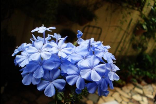 藍花丹怎么養 藍花丹養殖方法與注意事項