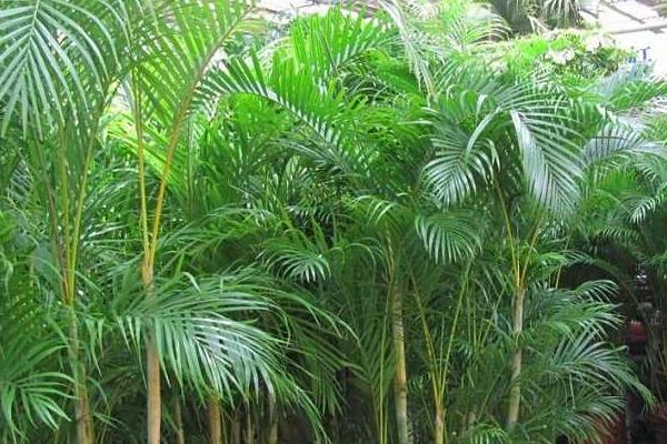 鳳尾竹和米竹的區別是什么  散尾葵和鳳尾竹的區別