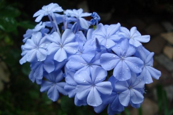 藍花丹怎么養 藍花丹養殖方法與注意事項