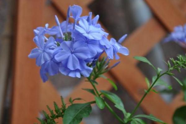 藍花丹怎么養 藍花丹養殖方法與注意事項