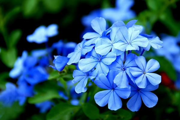 藍花丹怎么養 藍花丹養殖方法與注意事項