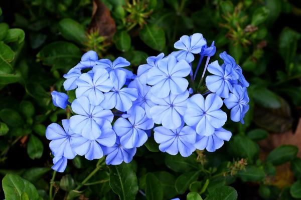 藍花丹怎么養 藍花丹養殖方法與注意事項