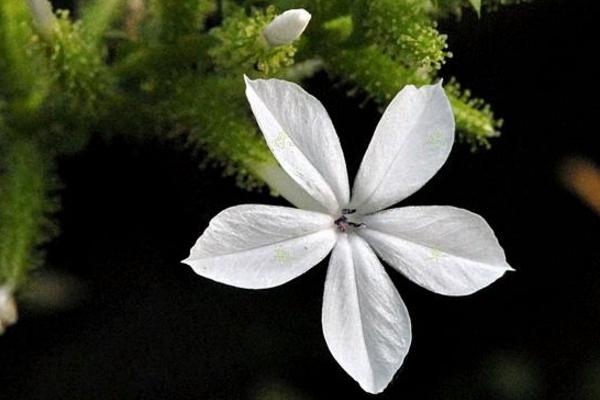 藍花丹怎么養 藍花丹養殖方法與注意事項