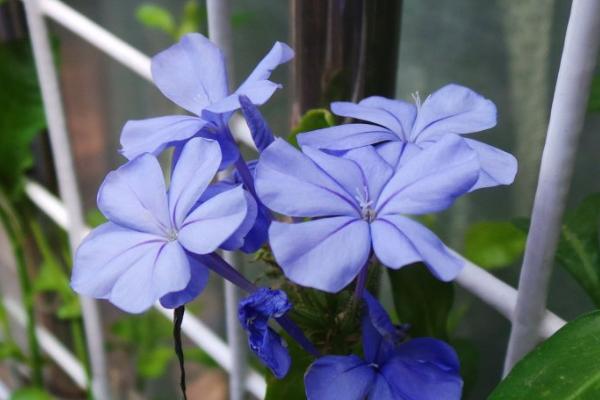 藍花丹怎么養 藍花丹養殖方法與注意事項