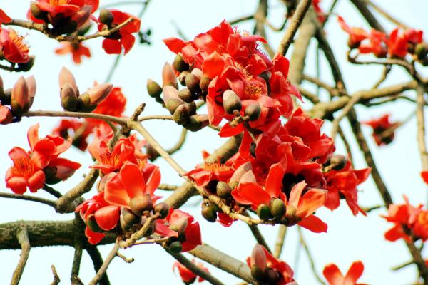 木棉與橡樹的區別是什么 木棉的養殖方法