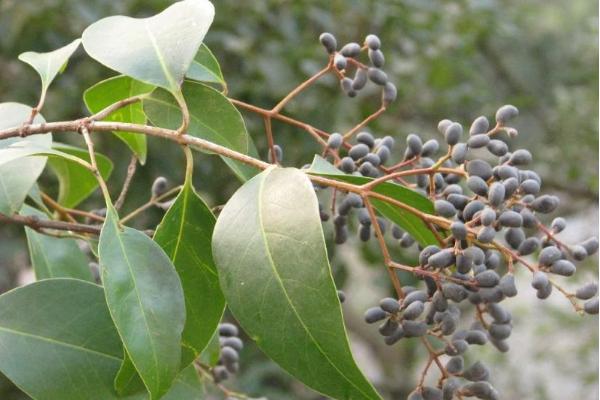 女貞子功效與作用及禁忌 女貞子怎么食用