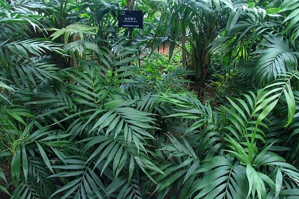 袖珍椰子有毒嗎 袖珍椰子能放在室內臥室嗎