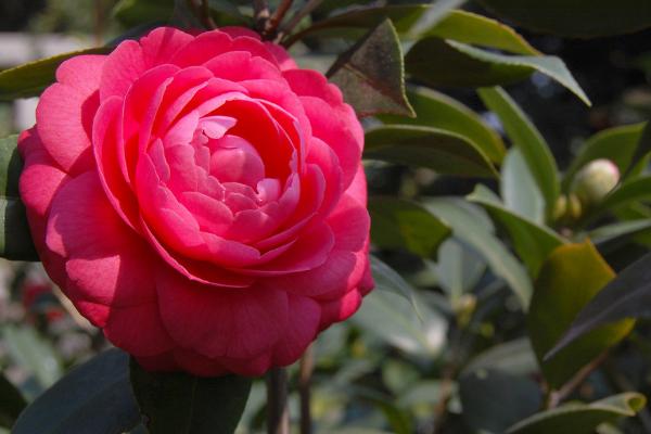 盆栽茶花怎么澆水（多久澆一次） 茶花怎么施肥