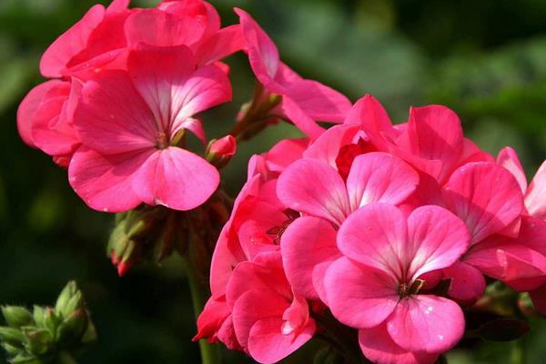 天竺葵繁殖方法 天竺葵扦插方法與時(shí)間