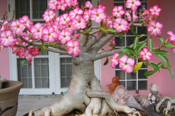 沙漠玫瑰市場價格多少錢一盆  沙漠玫瑰的養(yǎng)殖方法