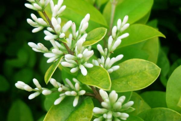 大葉女貞市場(chǎng)價(jià)格多少錢(qián)一棵（10公分、15公分） 女貞種子怎么種