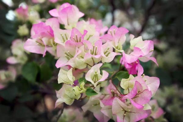 三角梅可以水培養殖嗎 三角梅有幾種顏色