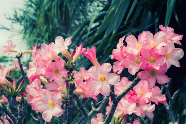 沙漠玫瑰好養(yǎng)嗎 沙漠玫瑰不開花怎么辦