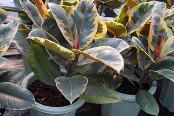 橡皮樹和黑金剛的區別是什么 家里養橡皮樹有什么好處