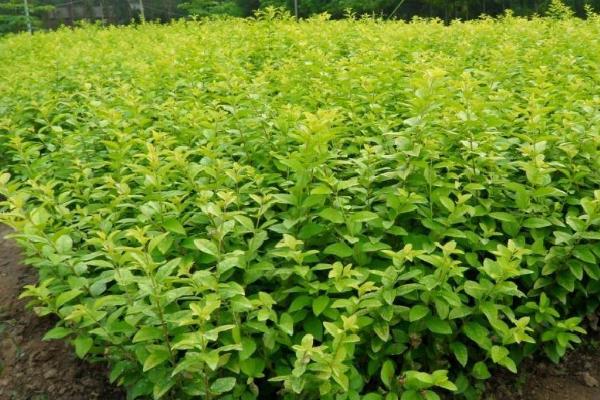 紅葉女貞和紅葉石楠的區(qū)別是什么 女貞爛根怎么辦