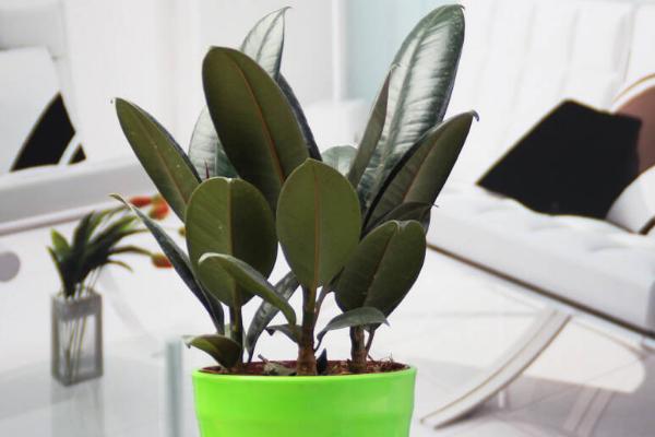 橡皮樹扦插繁殖方法 橡皮樹怎么進(jìn)行枝插