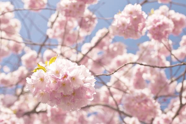 櫻花和櫻桃的區別是什么  櫻花的品種