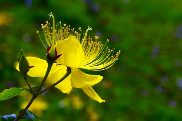金絲梅和金絲桃的區(qū)別是什么 金絲梅的養(yǎng)殖方法和注意事項(xiàng)