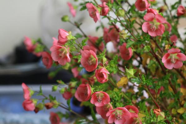 小木槿什么時(shí)候開花 小木槿花期是幾月