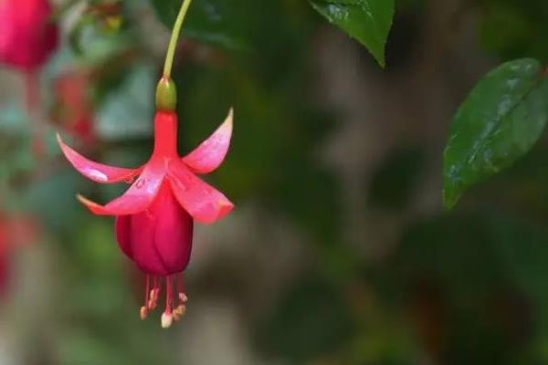 倒掛金鐘花圖片大全 倒掛金鐘花語及寓意