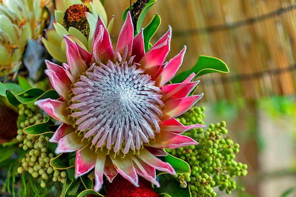 帝王花怎么養(yǎng) 帝王花養(yǎng)殖方法與注意事項(xiàng)