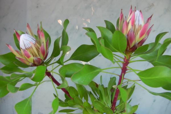 帝王花怎么養 帝王花養殖方法與注意事項