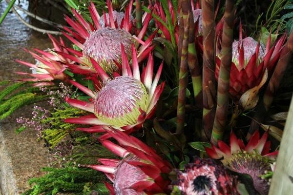 帝王花怎么養 帝王花養殖方法與注意事項