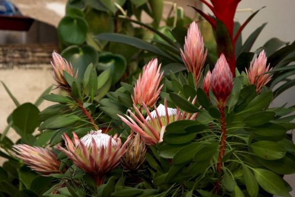 帝王花怎么養 帝王花養殖方法與注意事項