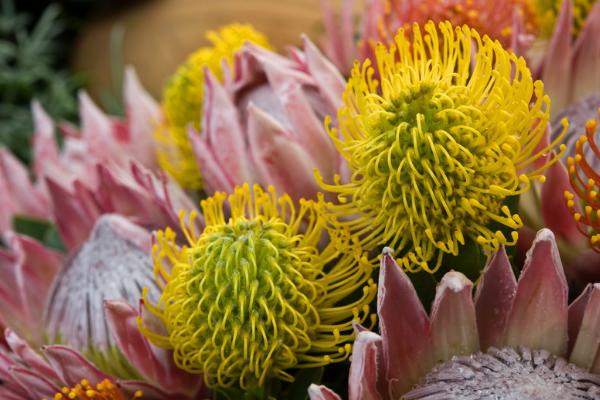 帝王花怎么養 帝王花養殖方法與注意事項