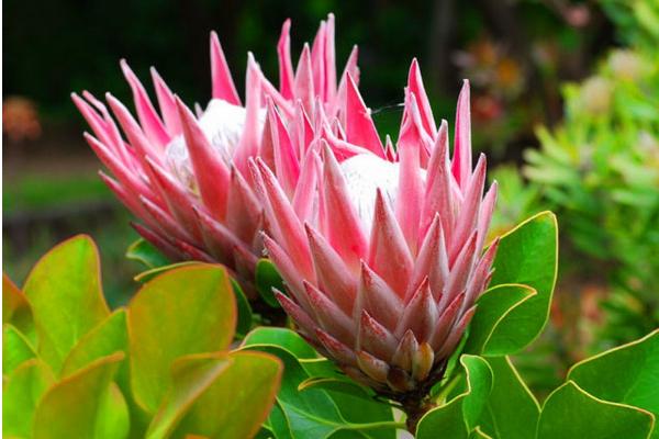 帝王花怎么養 帝王花養殖方法與注意事項