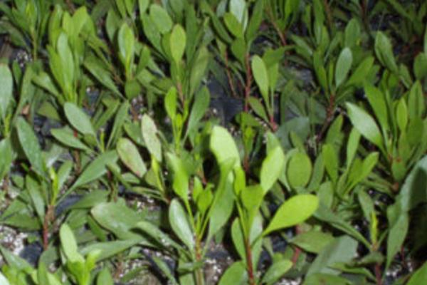 帝王花怎么養 帝王花養殖方法與注意事項