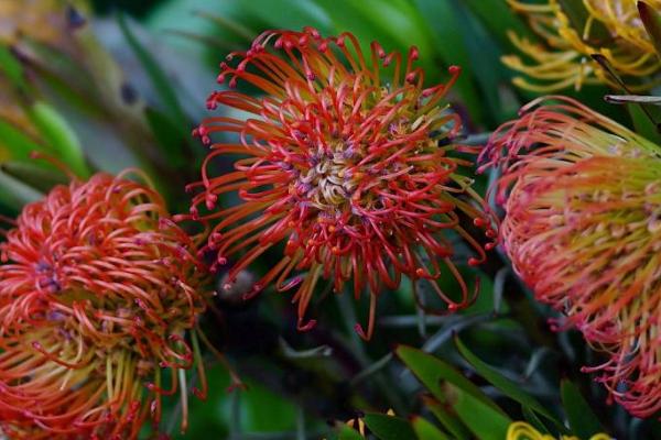 帝王花怎么養 帝王花養殖方法與注意事項