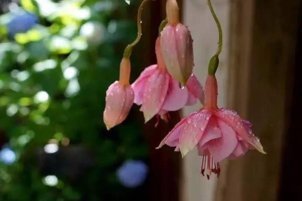 倒掛金鐘葉子蔫了怎么辦 倒掛金鐘葉子發黃的處理方法