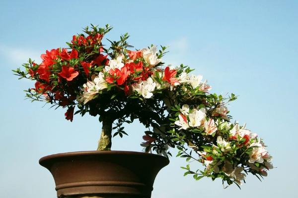 杜鵑花怎么扦插繁殖 杜鵑花冬天怎么樣