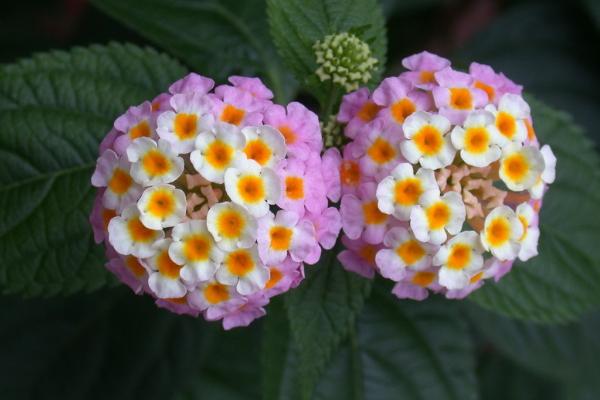 五色梅盆景怎么造型好看 盆栽五色梅怎么修剪枝葉