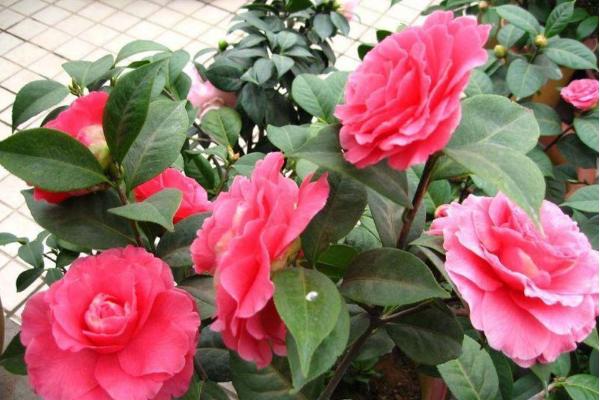 茶梅圖片大全 茶梅花語及寓意 茶梅有哪些品種