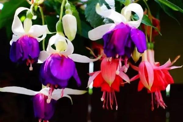 倒掛金鐘葉子蔫了怎么辦 倒掛金鐘葉子發(fā)黃的處理方法