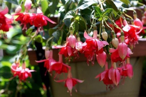 倒掛金鐘葉子蔫了怎么辦 倒掛金鐘葉子發(fā)黃的處理方法