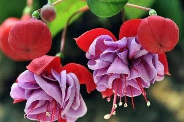 倒掛金鐘葉子蔫了怎么辦 倒掛金鐘葉子發(fā)黃的處理方法