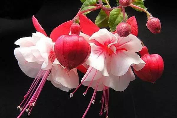 倒掛金鐘葉子蔫了怎么辦 倒掛金鐘葉子發(fā)黃的處理方法