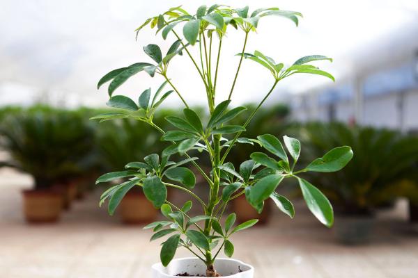 鴨腳木怎么澆水（多久澆一次） 鴨腳木如何施肥