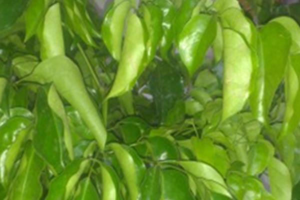 幸福樹葉子卷曲下垂怎么辦 幸福樹葉子發黃掉葉子的解決方法